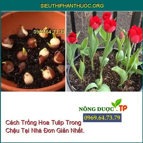 Cánh trồng hoa tulip trong chậu