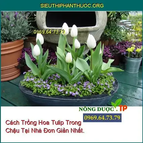 Cách trồng hoa tulip trong chậu tại nhà đơn giản nhất