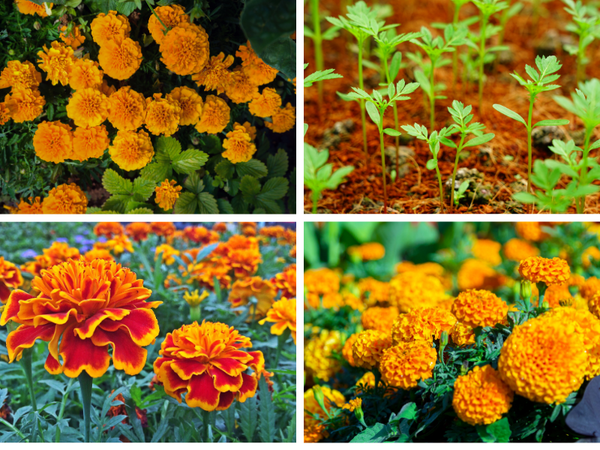 Cách Trồng Vạn Thọ Pháp Lùn Đạt Năng Suất Cao Cho Tết Nguyên Đán