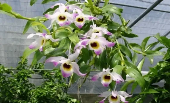 Đặc Điểm, Cách Trồng Và Chăm Sóc Lan Chuỗi Ngọc - Sfarm