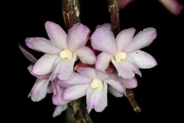 Chậu lan Hoàng Thảo Thái Bình và các giống Hoàng Thảo khác trong vườn ươm