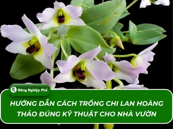 Lan Hoàng Thảo Thái Bình được trồng trong chậu gỗ với giá thể vỏ thông