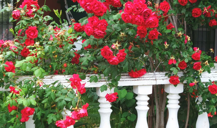 Kỹ thuật trồng gốc cây hoa hồng leo và làm giàn đúng cách