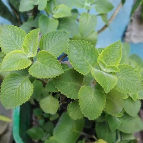 Cây húng chanh được trồng trong thùng xốp và đang phát triển mạnh mẽ