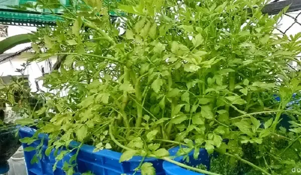 Kỹ thuật tưới cây hướng nước hiệu quả tại nhà