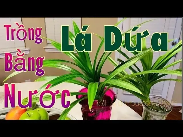 Kỹ thuật tưới cây hướng nước hiệu quả tại nhà