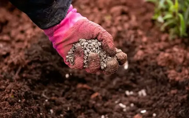 Đất trộn tơi xốp để trồng khổ qua rừng trong chậu