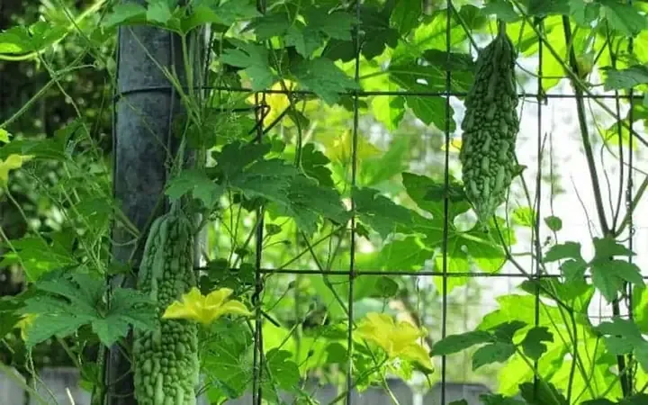 Giàn leo và cây khổ qua rừng đang phát triển mạnh mẽ