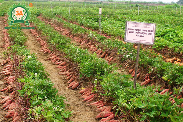 Cách Trồng Khoai Lang Nhiều Củ Đúng Kỹ Thuật Cho Năng Suất Cao Nhất