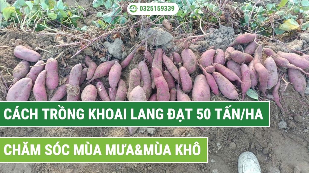 Cách Trồng Dây Khoai Lang Đạt Năng Suất Cao Nhất (Kỹ Thuật Chuyên Sâu)