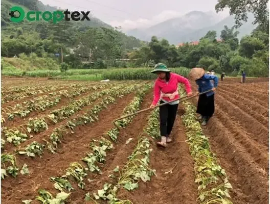 Hướng Dẫn Chi Tiết Chuẩn Bị Đất Trồng Khoai Lang Mật