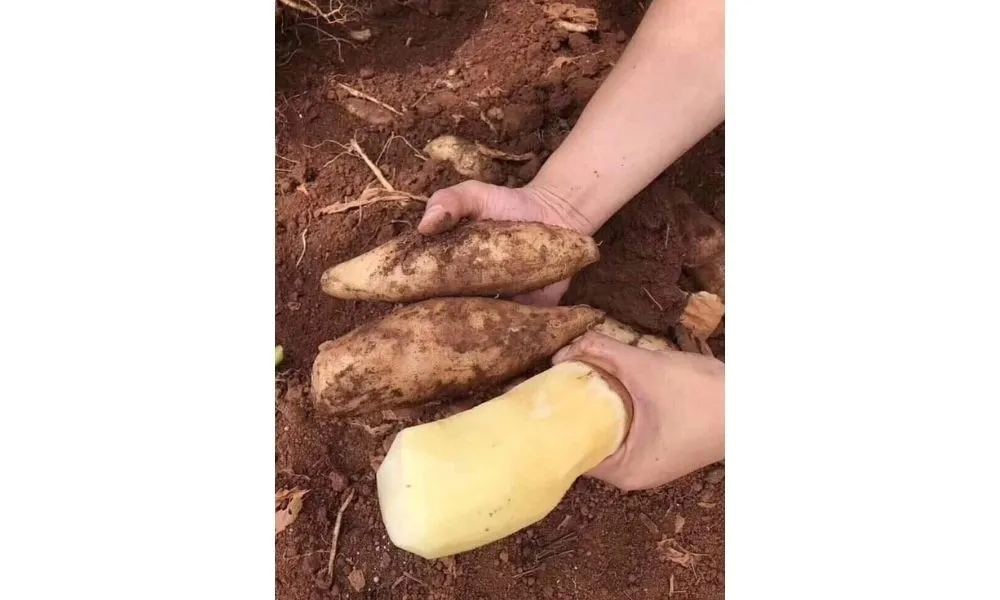 Cảnh trồng khoai sâm đất trên luống, thể hiện sự tơi xốp của đất