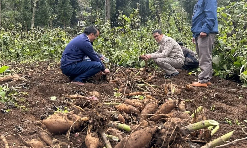 Một người nông dân đang trồng củ giống khoai sâm đất xuống luống
