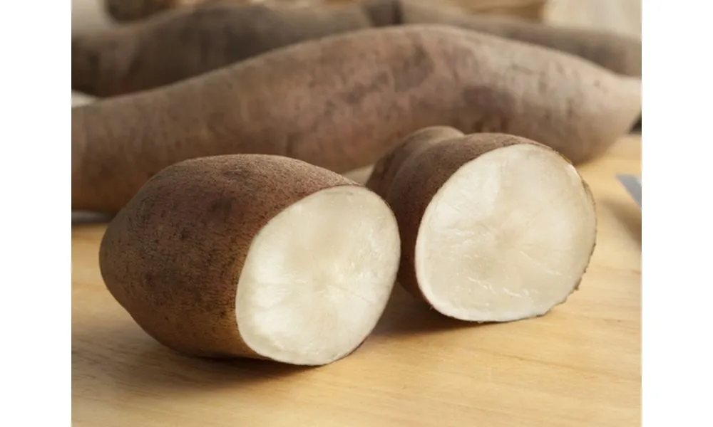 Một củ khoai sâm đất to, đẹp, biểu thị chất lượng cao