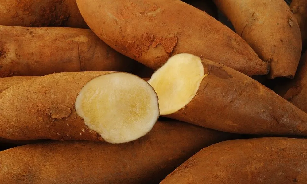 Cảnh bốn củ khoai sâm đất đã được thu hoạch, sạch sẽ và tươi ngon