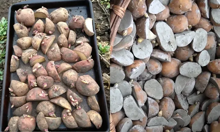 Quá trình cắt và xử lý củ khoai tây giống trước khi trồng
