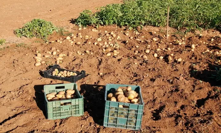 Kỹ thuật thu hoạch và bảo quản củ khoai tây đạt chất lượng tốt nhất