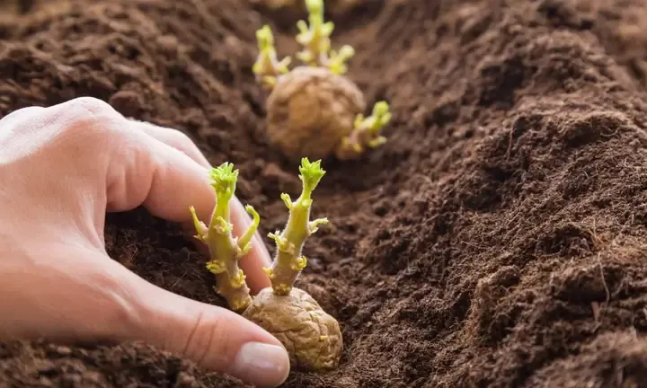 Hình ảnh củ khoai tây giống nguyên vẹn được gieo trồng trên luống