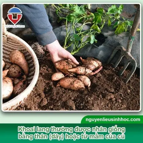 Cách Trồng Khoai Lang Lấy Củ Tại Nhà: Hướng Dẫn Chi Tiết Từ A Đến Z