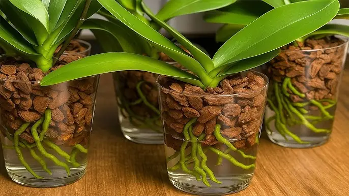 Cách Trồng Lan Phi Điệp Bằng Vỏ Thông Chi Tiết Từ A Đến Z