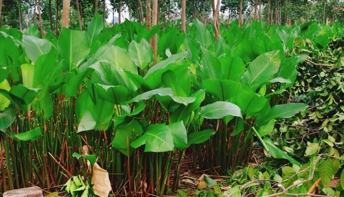 Hướng dẫn cách trồng lá dong tại nhà đơn giản