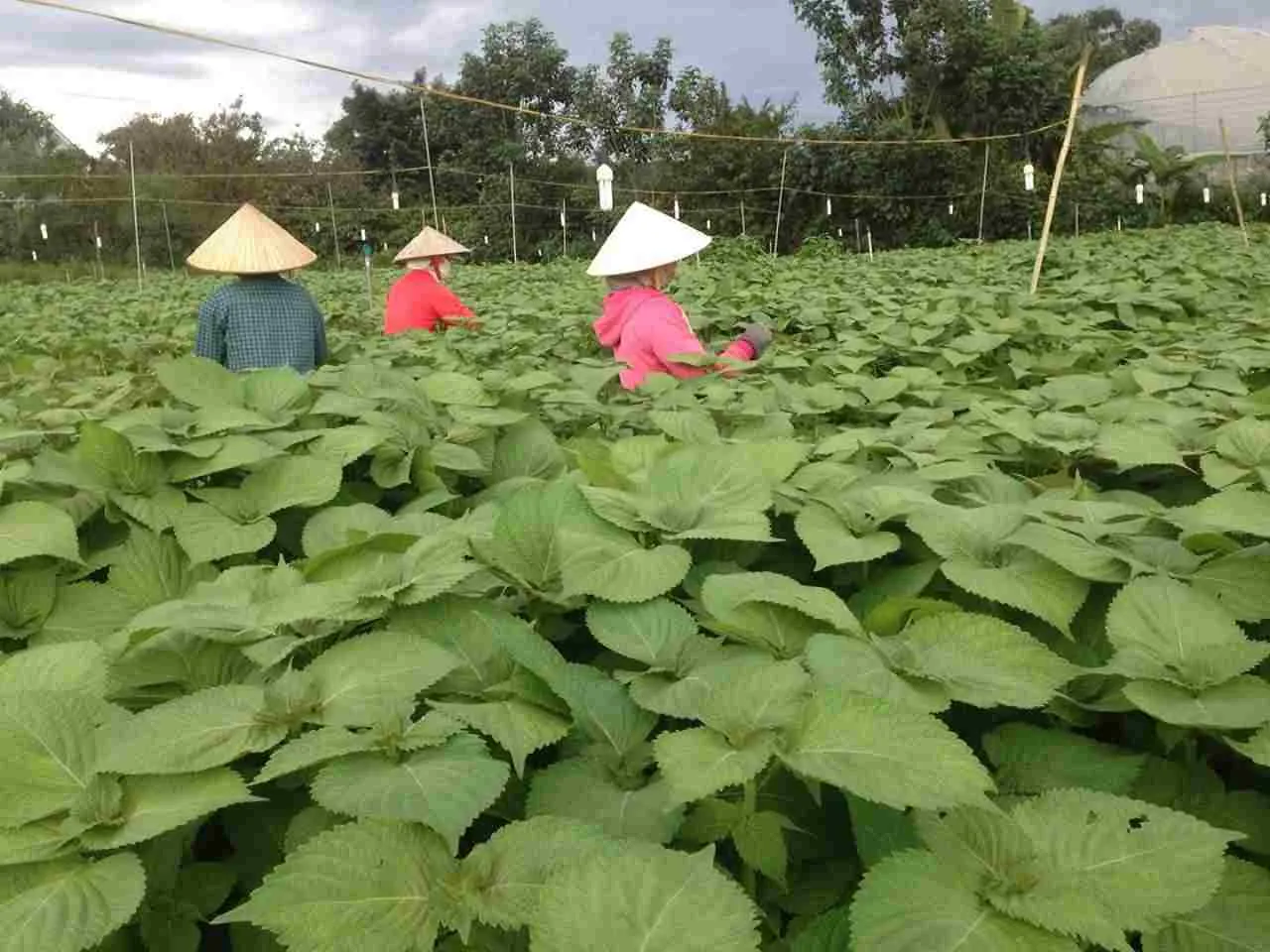 Lá mè Hàn Quốc xanh tươi trong chậu