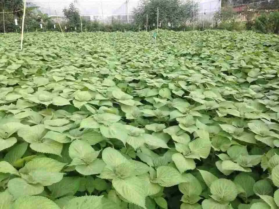 Hạt giống lá mè Hàn Quốc được gieo cẩn thận trong khay ươm