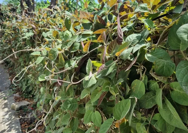 Chi tiết cách trồng lá mơ lông bằng phương pháp giâm cành tại nhà