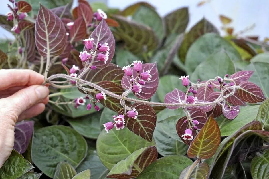 Hình ảnh cận cảnh lá mơ lông có màu tím đặc trưng ở mặt dưới