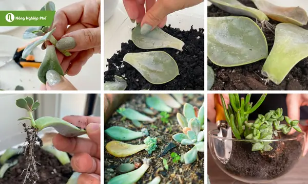 Cách Trồng Cây Hạt É: Hướng Dẫn Kỹ Thuật Chi Tiết Từ A Đến Z