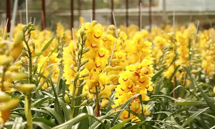 Quy trình trồng lại địa lan và các bước xử lý giá thể