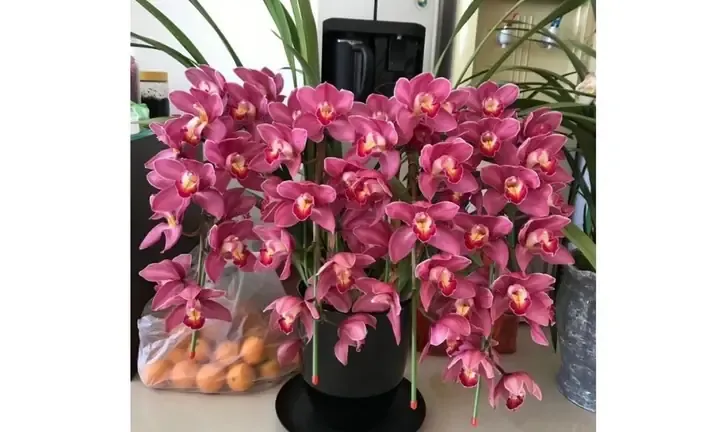 Hướng dẫn kích thích ra hoa địa lan đón Tết thành công