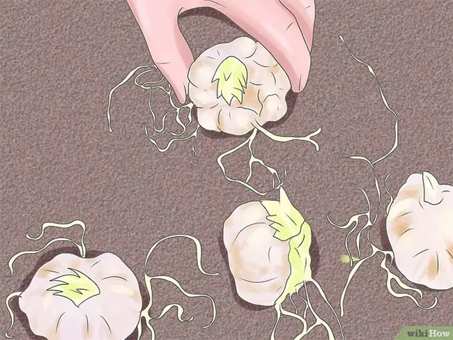 Củ hoa ly cần được trồng ngay sau khi mua về để đảm bảo chất lượng