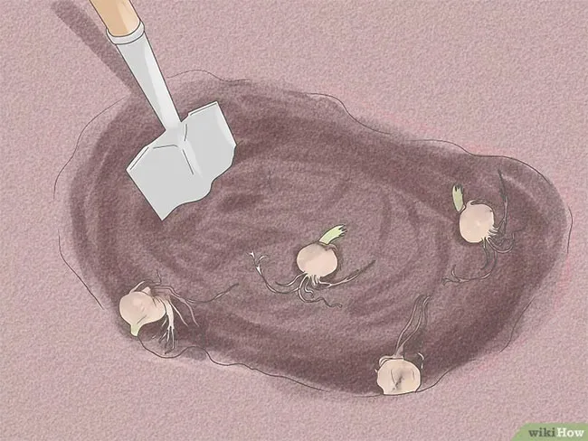 Đào hố và trồng củ hoa ly sau tết với khoảng cách hợp lý