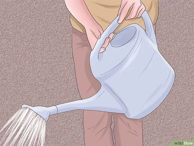 Tưới nước cho hoa ly đúng cách và vừa đủ, tránh úng rễ