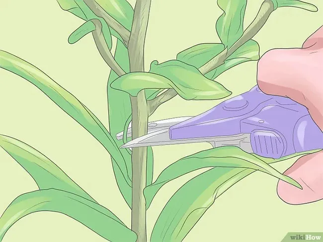 Tỉa cành hoa ly sau khi hoa tàn để tập trung dinh dưỡng về củ