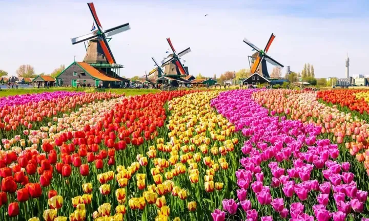 Phân loại củ hoa tulip hư hỏng không thể trồng lại