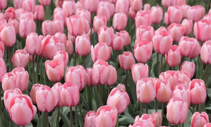Thời điểm trồng lại củ hoa tulip sau tết để đạt hiệu quả cao nhất