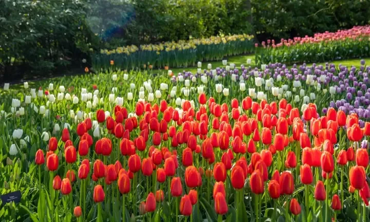 Các bước hướng dẫn trồng lại củ hoa tulip sau tết đúng kỹ thuật