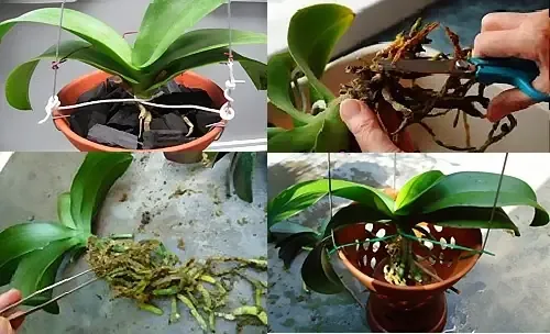Quy trình toàn diện cách trồng lại lan hồ điệp vào chậu mới