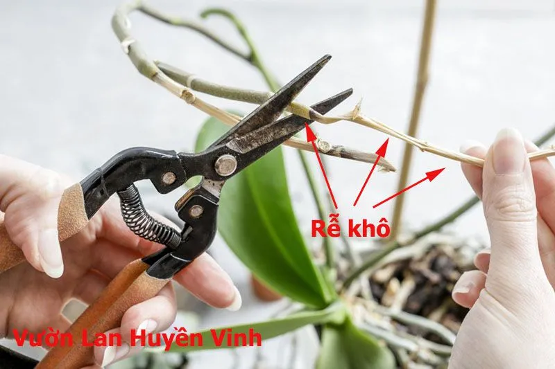 Xử lý thân lan Hồ Điệp trước khi trồng là bước quan trọng
