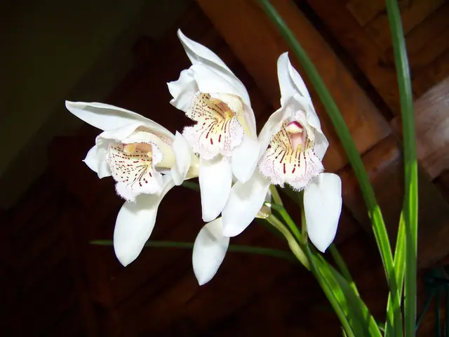 Cách Trồng Địa Lan Bạch Ngọc Đuôi Công Chi Tiết Và Chăm Sóc Đúng Kỹ Thuật