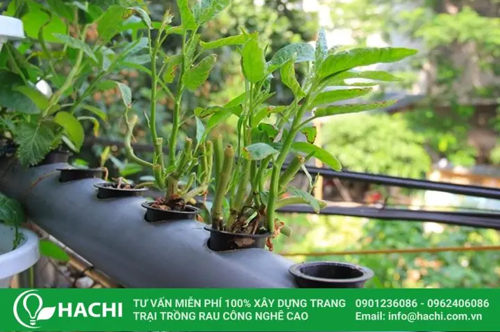 Cách Trồng Lan Vanda Vào Chậu: Hướng Dẫn Chi Tiết Từ A Đến Z