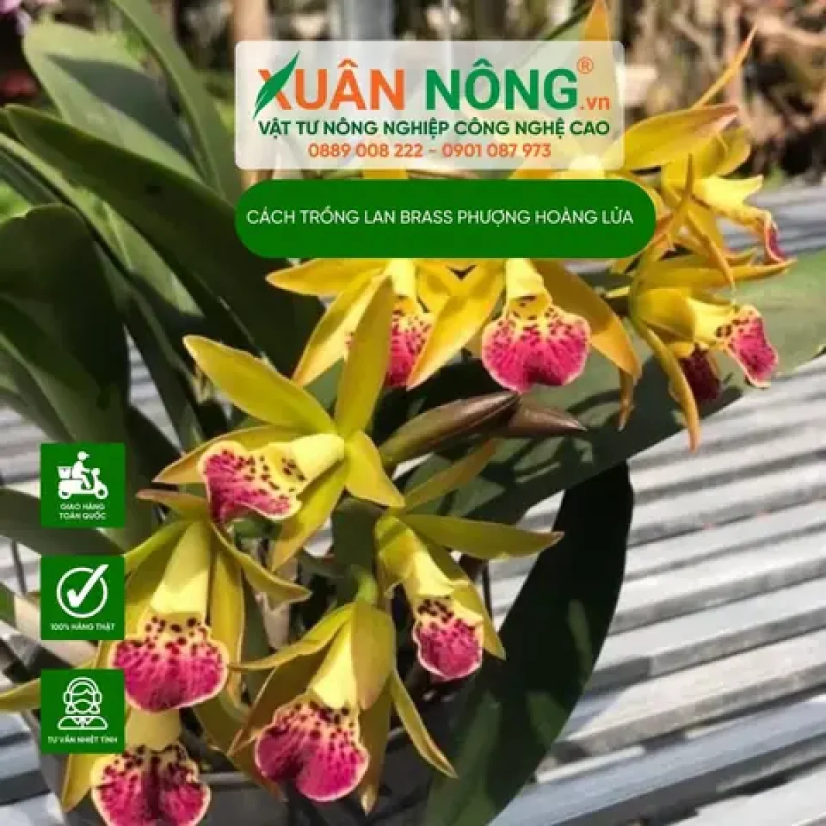 Cách Trồng Lan Asco (Ascocenda) Từ A Đến Z Cho Người Mới Bắt Đầu