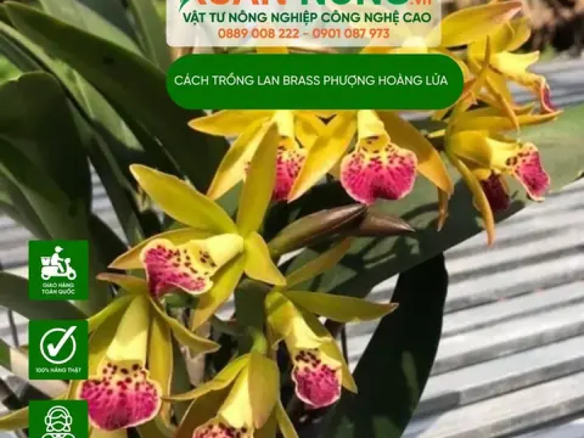 Cách Trồng Lan Asco (Ascocenda) Từ A Đến Z Cho Người Mới Bắt Đầu