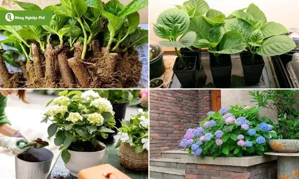 Kỹ thuật trồng lan cẩm tú cầu trên giá thể khô và xử lý cây giống.