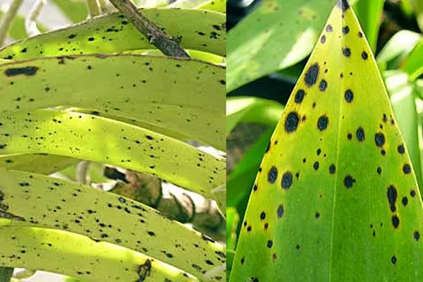 Dấu hiệu bệnh lý trên lá lan, cần nắm vững khi học cách trồng lan cho người mới