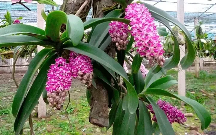 Chân dung cây Lan Đai Châu Lá Mít trưởng thành đang sinh trưởng mạnh mẽ