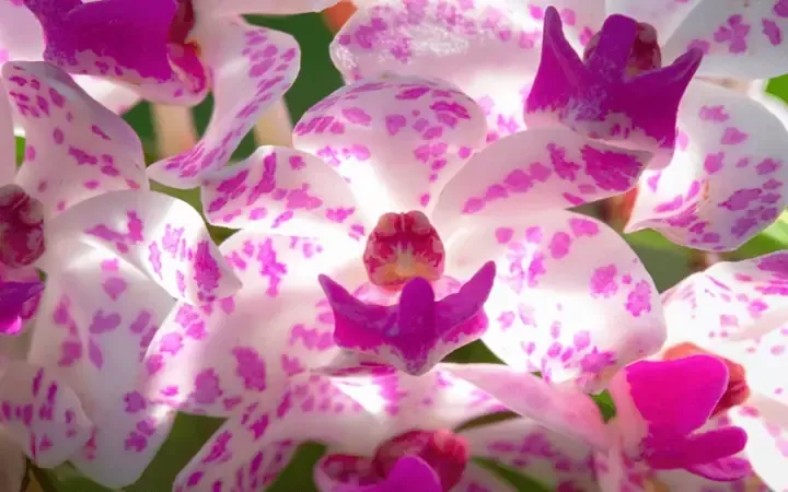 Đặc điểm nổi bật của cành Hoa Lan Đai Châu với những bông hoa dày dặn