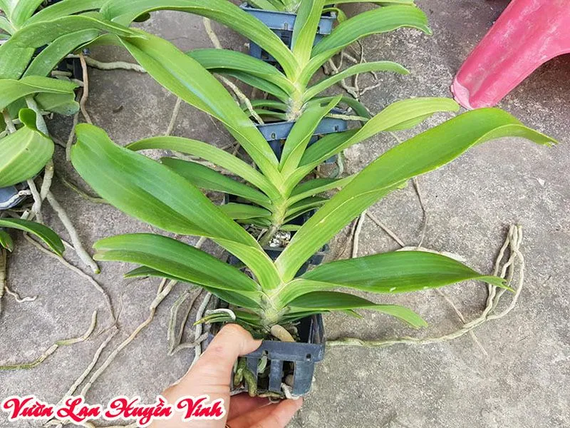 Một giò lan Đai Châu lớn được chăm sóc cẩn thận, cho thấy quá trình sinh trưởng khỏe mạnh và sắp ra hoa